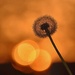 Dandelion Sunset by genealogygenie