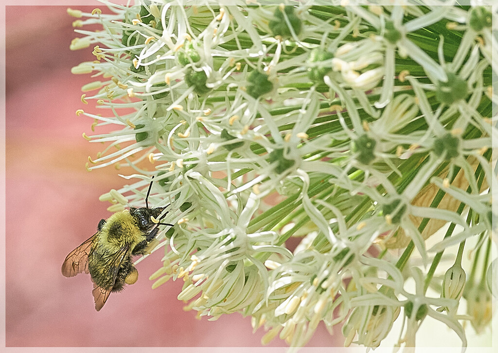 Bee and Allium by gardencat