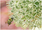 30th May 2023 - Bee and Allium