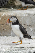 30th May 2023 - Puffin