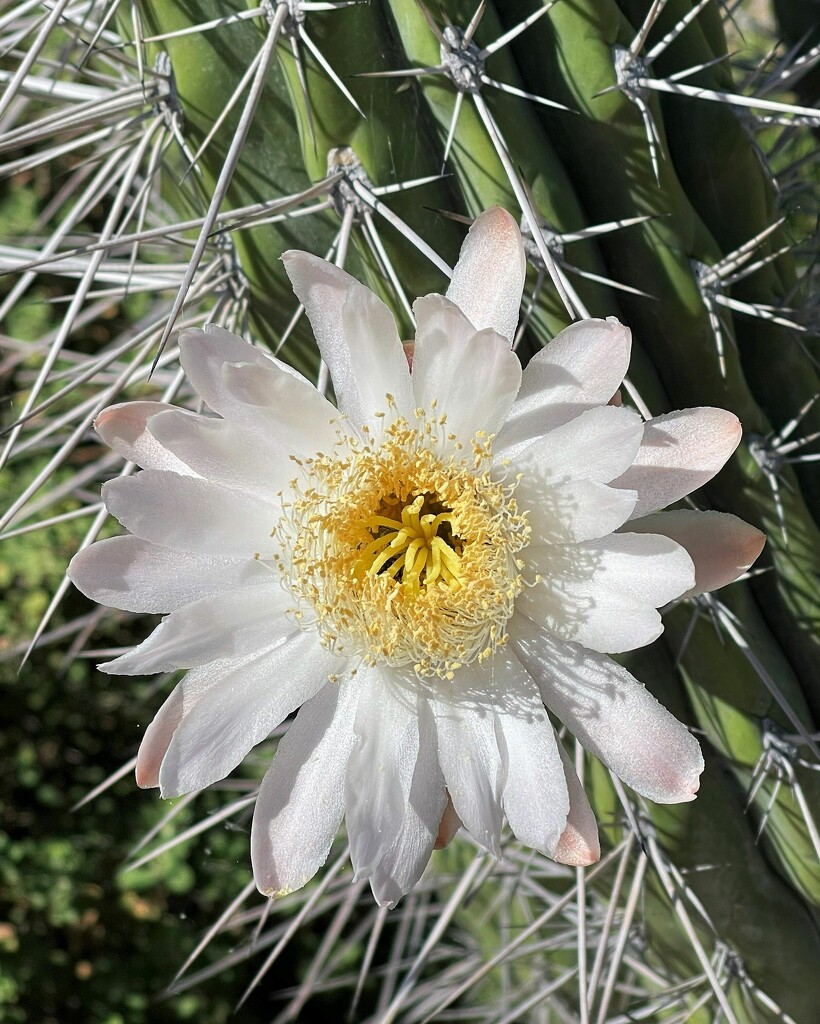 May 29 cactus flower by sandlily