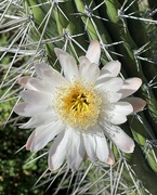 29th May 2023 - May 29 cactus flower