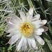 May 29 cactus flower