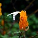 singular