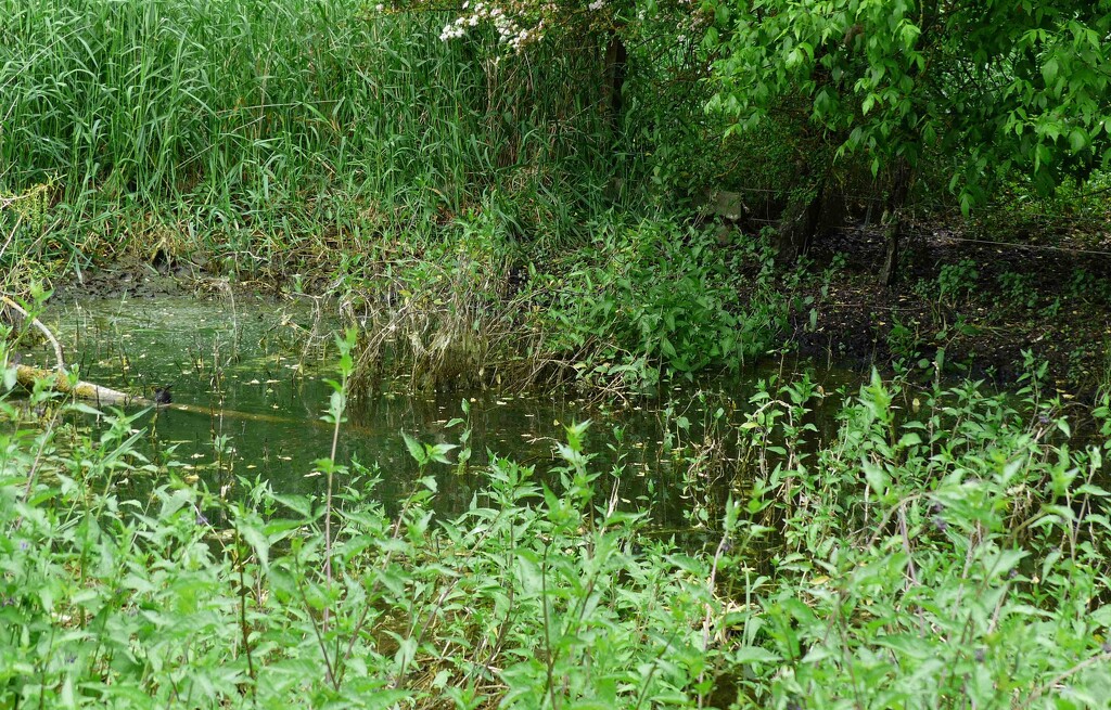 Natural Pond by arkensiel
