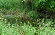 30th May 2023 - Natural Pond
