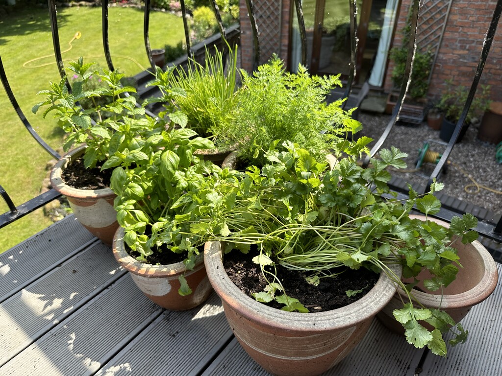 Herb 🪴 Garden  by wendystout