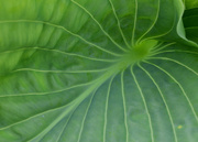 30th May 2023 - Hostas leaf