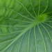 Hostas leaf