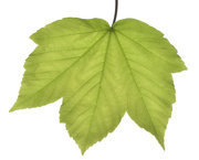 27th May 2023 - Sycamore leaf