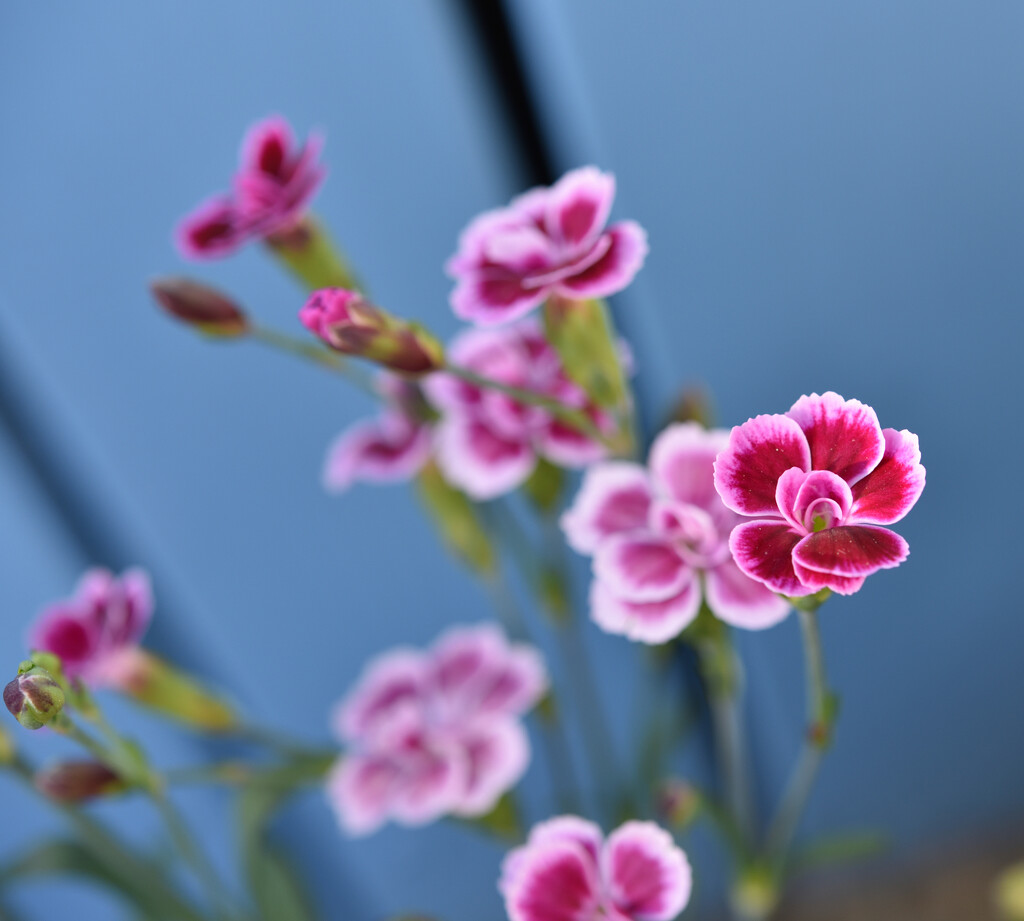 Dianthus by clearlightskies