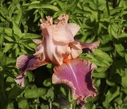 28th May 2023 - Another Beautiful Iris