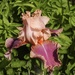 Another Beautiful Iris