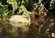 30th May 2023 - A Lonely Little Duckling