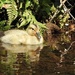 A Lonely Little Duckling