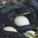 LHG_4207snake at duck  eggs by rontu