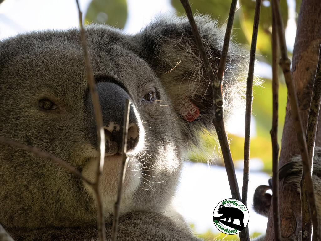 al la naturale by koalagardens