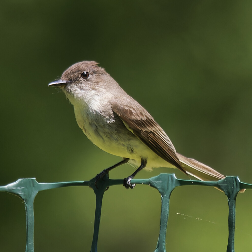 eastern phoebe  by rminer