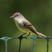 26th May 2023 - eastern phoebe 