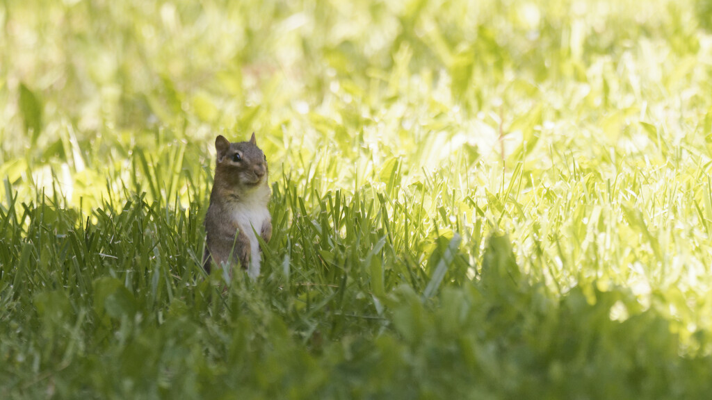 chipmunk on the edge of sunlight by rminer