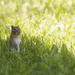 chipmunk on the edge of sunlight by rminer