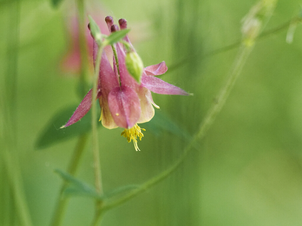 red columbine  by rminer