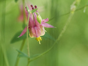 29th May 2023 - red columbine 