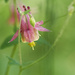 red columbine  by rminer