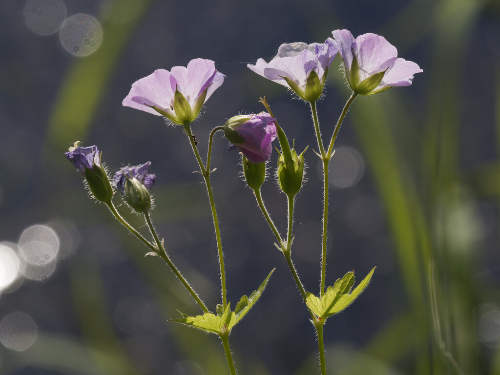 wild geranium by rminer