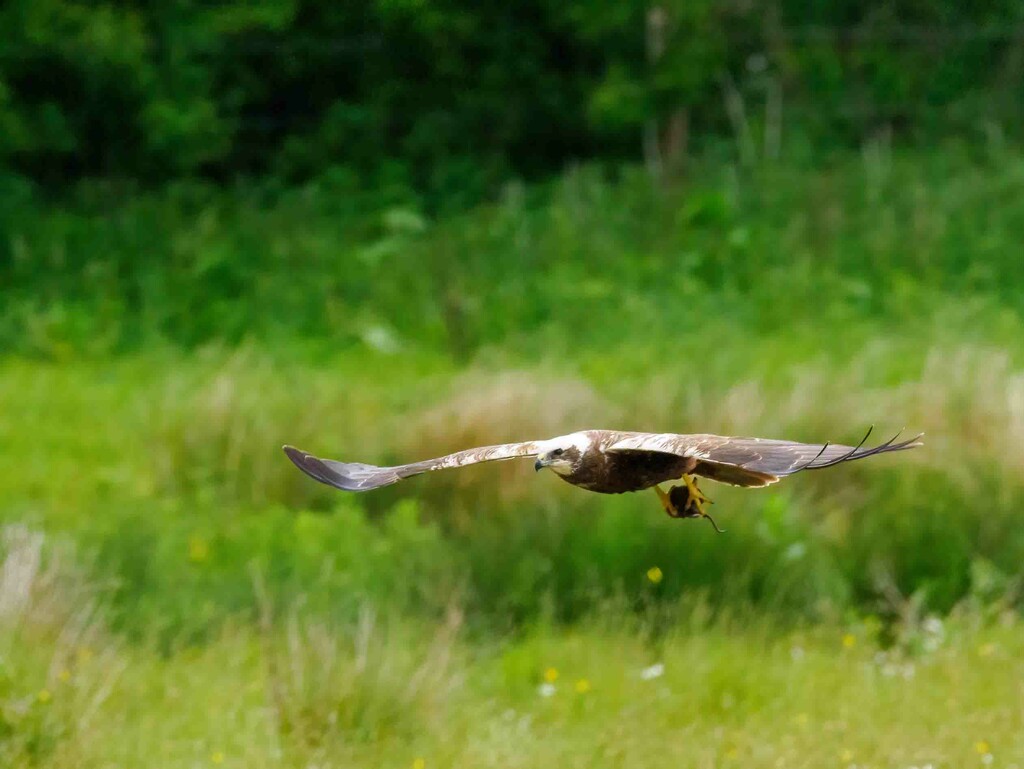 Marsh Harrier. by padlock