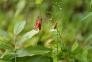 19th May 2023 - red columbine