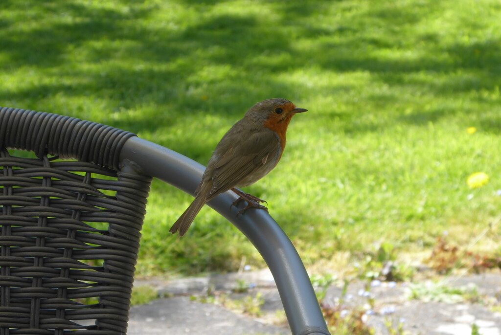 Robin - our regular lunch visitor by snowy