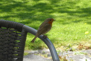 30th May 2023 - Robin - our regular lunch visitor