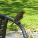 Robin - our regular lunch visitor
