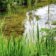 30th May 2023 - Rushes & Reeds 