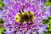 29th May 2023 - Bee Pollen