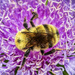 Bee Pollen by kvphoto