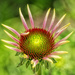 Echinacea by kvphoto