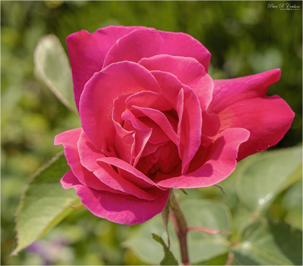 First Rose by pcoulson