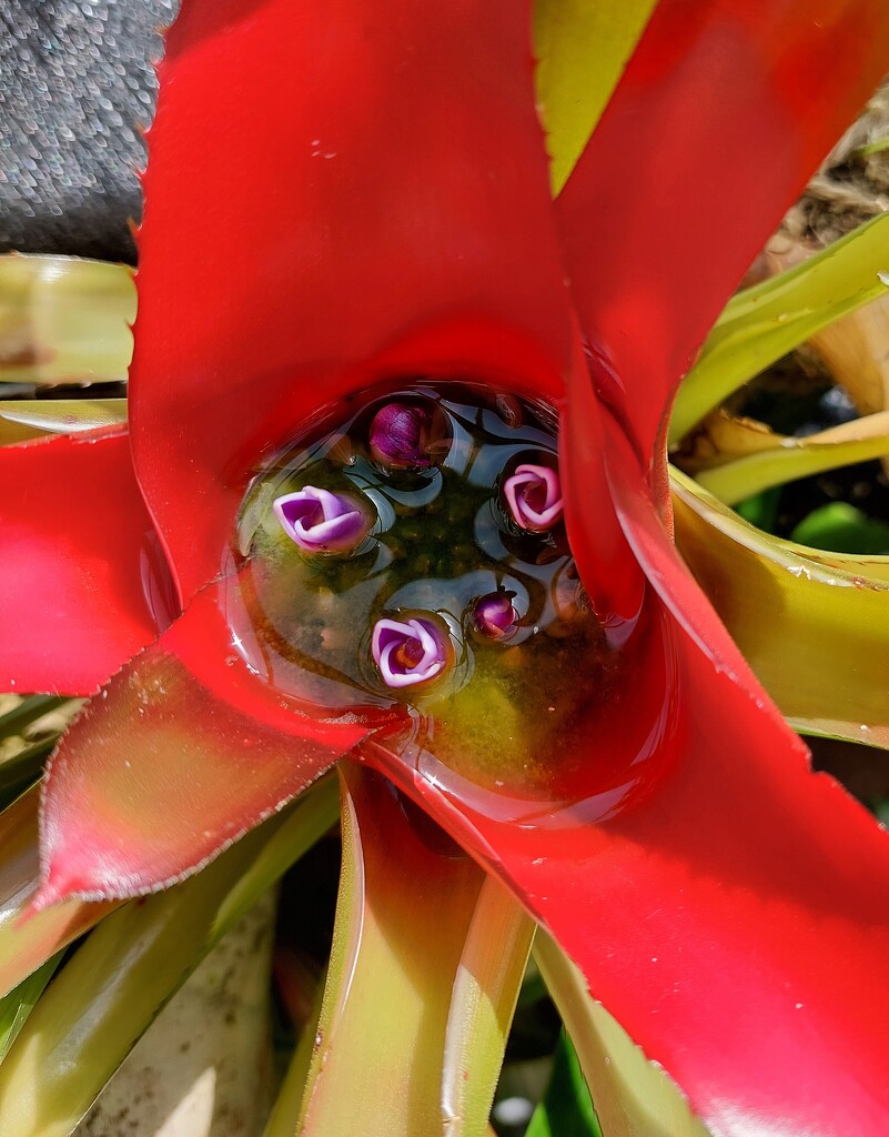 The centre of a bromeliad by samcat