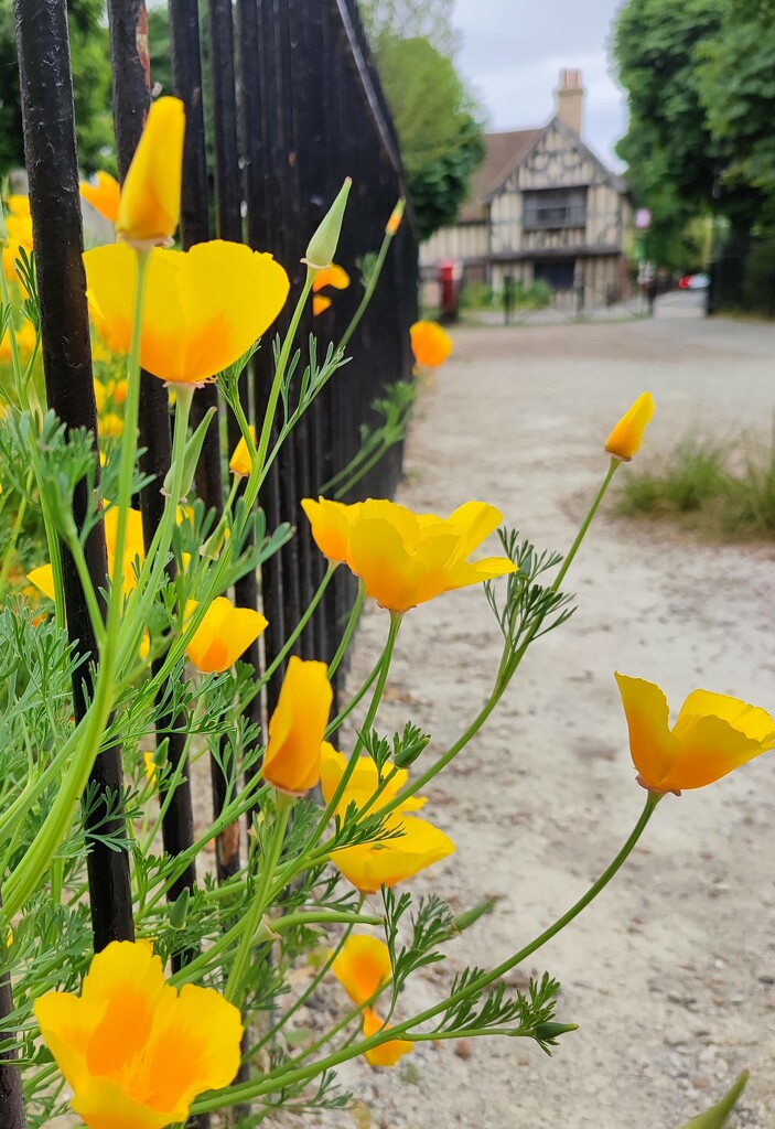 Californian poppies in the village  by boxplayer