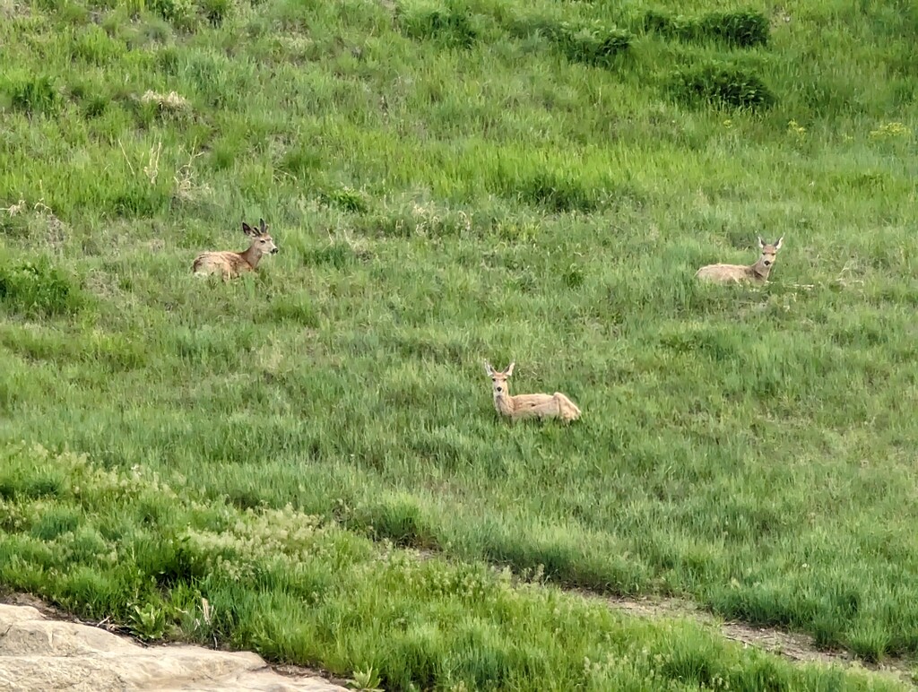 Deer across they way by ellethree94
