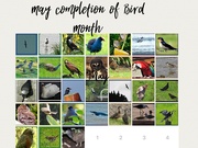 31st May 2023 - My Bird Month 