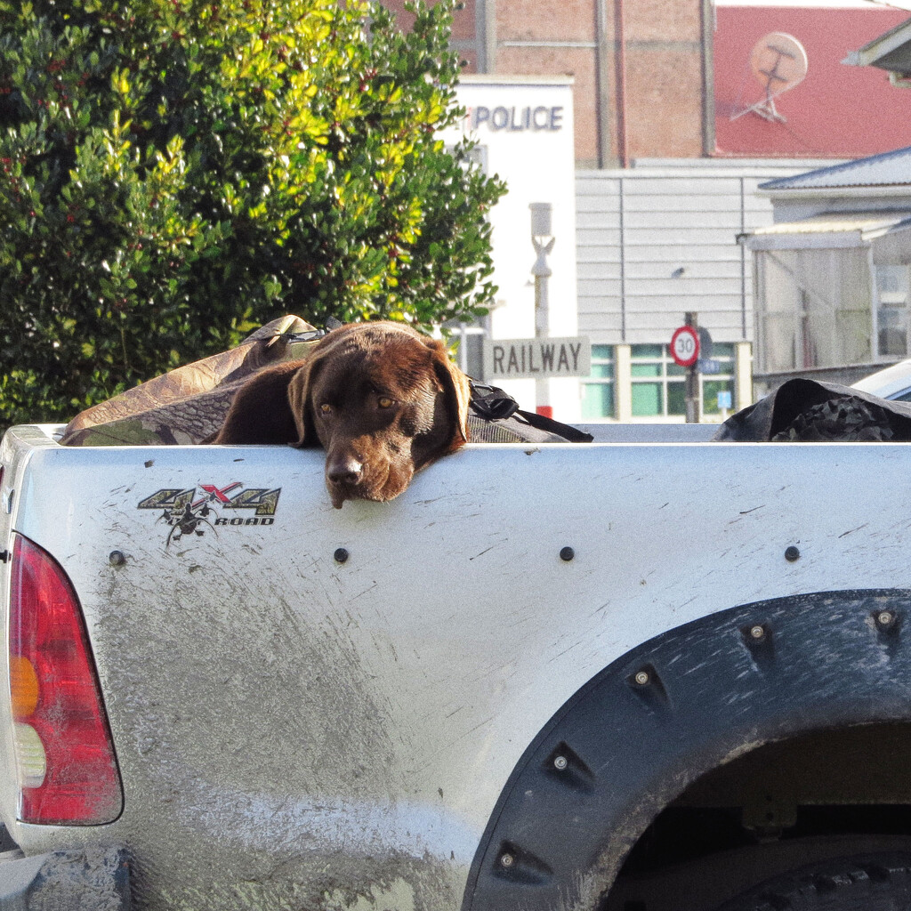 dog on a ute by kali66