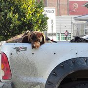 22nd May 2023 - dog on a ute