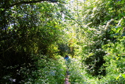 30th May 2023 -  Walking  between the bushes