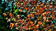31st May 2023 - Autumn Leaves ~