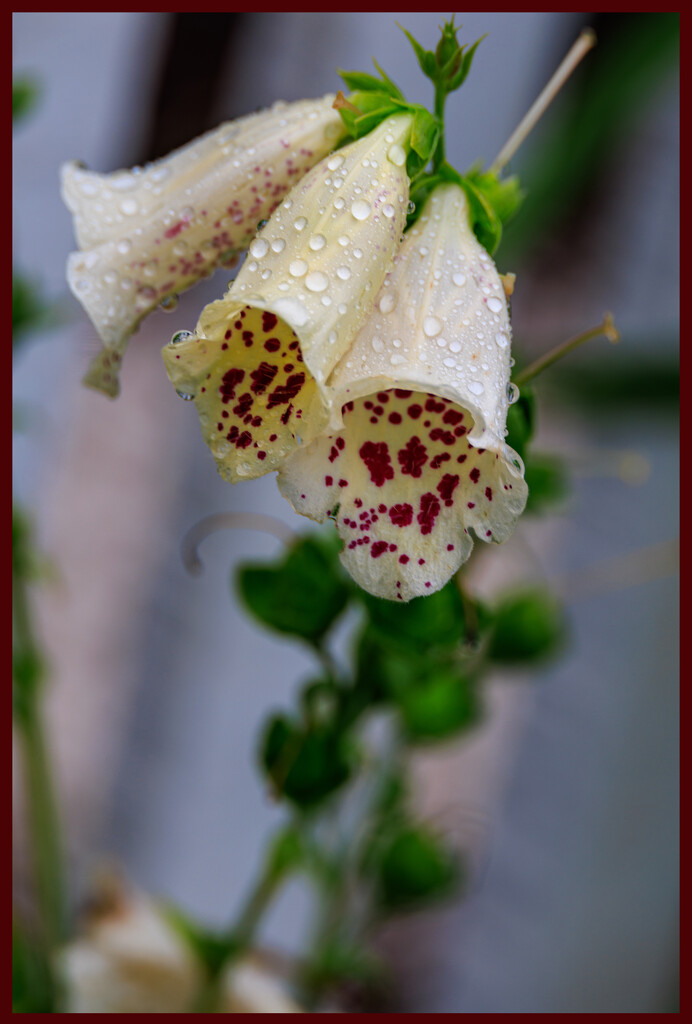 Williamsburg Flower by hjbenson