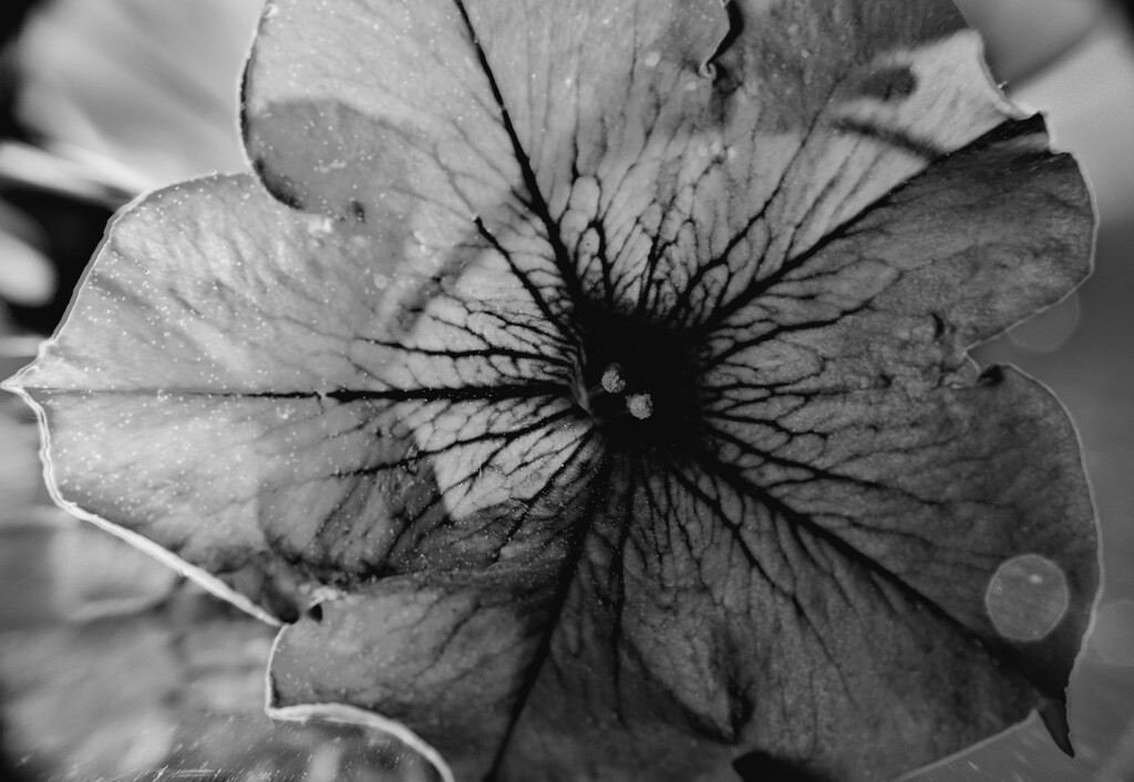Day 150: Fragile Flower In B&W by sheilalorson
