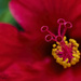 Hibiscus by lstasel